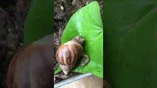 Snail eyes close up