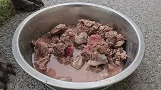 Feeding My Cane Corso Mastiff Wild Boar Meat (Semi-Cooked) 🐗🔥🐾