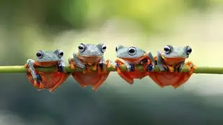 EXPLAIN A DREAM. FROG, SALAMANDER, TADPOLE, TOAD, TRITON ( ABOUT MEANING )