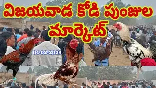 విజయవాడ కోడిపుంజుల మార్కెట్ @Daily-pets-life#trending #viralvideo #aseelmurga #murga  