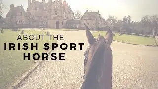 About the Irish Sport Horse