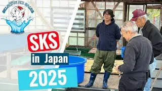 SKS Koi buying trip 2025 (intro)