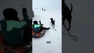 #канекорсо #собака #катание #животные #весело