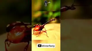 Долгоносик-жираф #интересно   (@infackts)