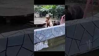 The other side of Bears😂   #funnybear #funnyanimals #comedyanimals
