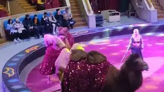 Цырк в Ташкенте 04.01.2023 / Sirk Toshkentda 04.01.2023