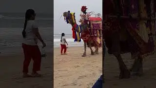 dancing camel #shortvideo #youtubeshorts #animals #shorts
