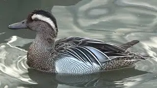 Garganey