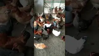Golden Desi Murghi #murghi #hen #anda #business #shorts