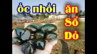 Sự thật về nghề nuôi ốc nhồi, ốc bưu đen tại miền bắc