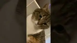 Просто кошка 🐱