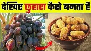 आखिर छुहारा कैसे बनता है? ( How are Dry Dates made? )#facts #factsinhindi #tatasierra2025 