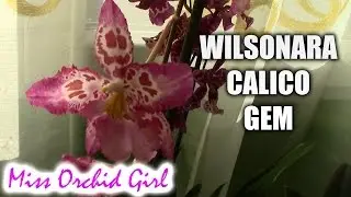 Wilsonara Calico Gem - a pink Oncidium again!