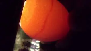 Egg Candling Demonstration of Blood Ring