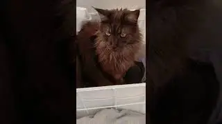 Why Do Cats Love Clean Laundry? 😻 #shorts