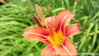 Demo: Flowers captured with Nokia 41MP PureView (using CameraPro app)