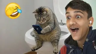 &ldquo;This Cat Is Addicted to a Phone 😂&rdquo; | Hilarious cats funny moments😜😜