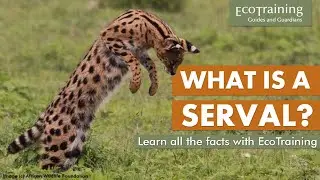 Learn the Facts: Do you know what a Serval is?