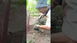 Rahasia Pembibitan Talas Bogor yang Jarang Diketahui