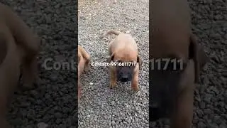 #kombai #puppiesforsale from #kovai #coimbatore - Jan&rsquo;26