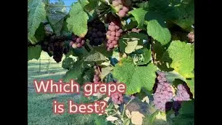 Performance comparison of Mars, Jupiter, Thomcord, Concord bunch grapes at our vineyard, 葡萄品评