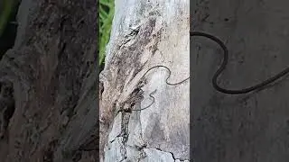 Hair Worm. Mantis Parasite
