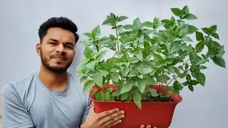 Grow Italian Basil From Seeds at Home🪴|With Complete Care ✅️