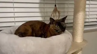Успокаивающий диффузор Comfort Zone. Честная реакция наших кошек.
