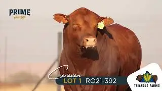 LOT 1 | RO21 392 | Caravan