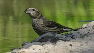Crossbill