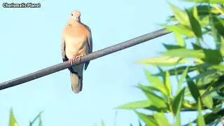 Laughing turtle dove / Laughing dove  Sound, Call - Coo, Voice  /  Dove Sound, Call - Coo - Cooing