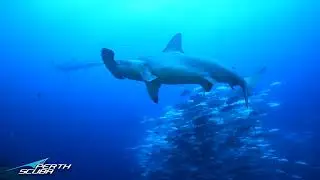 So many hammerhead sharks at The Gal&aacute;pagos Islands Ecuador
