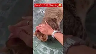 Fat Cat Still Sleeping😂 #cat #catlover #cats #catshorts #catvideo #catplaying