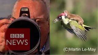 Weasel on Woodpecker: 'How I snapped the photo' BBC News