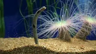 Hidden Ocean Monster? Leopard Eel (Spotted Garden Eel) Close in