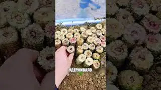 Не ВЫБРАСЫВАЙ эти куски початков🤫🔥🗑