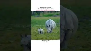 Kaziranga National Park, Assam #vishalogy_95 #kaziranga #rhino #assam #india #nationalpark #elephant