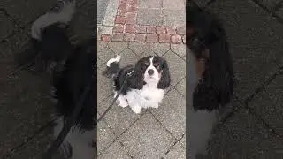 The sound of patience. Cavalier King Charles Spaniel