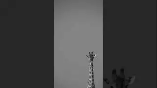 #shorts #shortvideo #song #shortvideo #trending #southafrica #india #short #ytshorts #ytshort #music