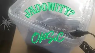 Jarzmię śmiertelnie jadowite zwierzę/ I'm controlling deadly virulent animal [ENG subtitles]