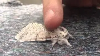 My Beautiful Pet Moth