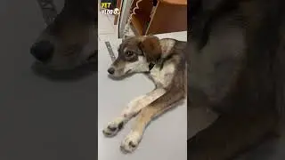 Малышка, которая пострадала от человеческой жестокости, ищет дом 🏠 #vet #vetvlog #dog #animal