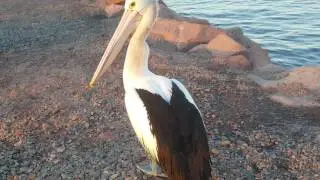 Pelican eating fish, fish stuck inside the neck