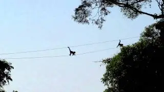 Capuchin monkeys crossing the road in a funny way. Trogon Tours - www.trogontours.com