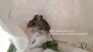 Deer Mouse recovering from bot fly infestation at WildCare