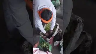 gooseberry //4 October 2023/Sikander rajput 1