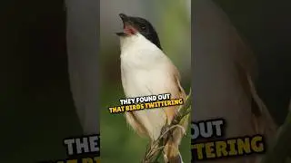 Do Chirping Birds Help Plants Grow? #shorts