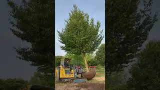 Forberedelserne til Have og Landskab messen 2025. Opgravning af en stor carpinus betulus (avnb&oslash;g)