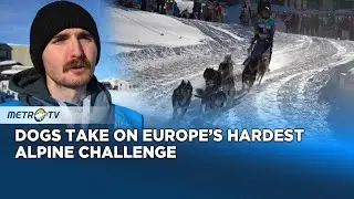 Alpine Endurance Tested In Europe&rsquo;s Most Demanding Dog Sled Race