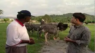 Ostrich Farm, Malaysia by Asiatravel.com